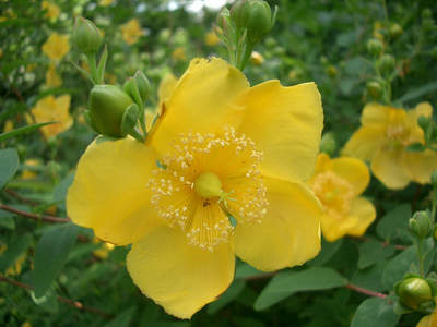 Macro flower