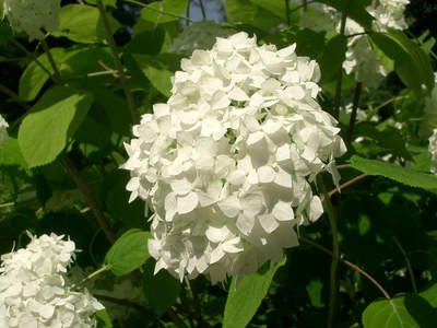 Macro flower