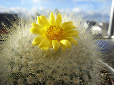 „Desert flowers“