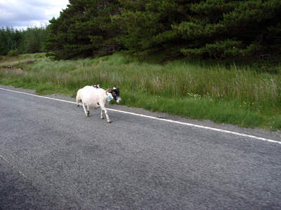 „Give way to the sheep“