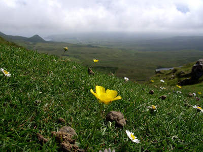 „Where the tiny flowers grow“ „Where the tiny flowers grow“