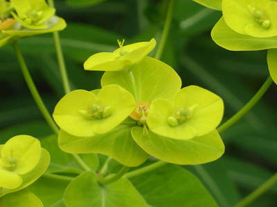 Beautiful Dunvegan Gardens