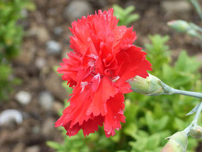 Beautiful Dunvegan Gardens