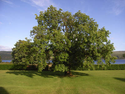 „Standing like a tree“